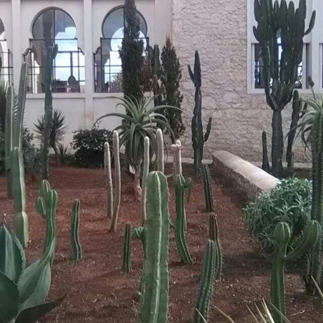 Les Jardins De Mogador Yoga Et Spa Esauira Exterior foto